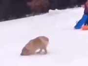 Cute Golden Retriever Loves Sliding In The Snow