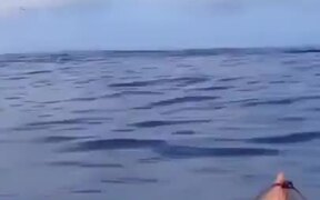 Pod Of Whales Getting Their Food - Animals - VIDEOTIME.COM