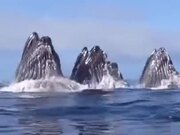Pod Of Whales Getting Their Food