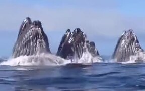 Pod Of Whales Getting Their Food - Animals - VIDEOTIME.COM