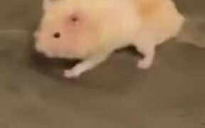 Hamster Stays Still To Avoid Cat, Doesn't Work - Animals - VIDEOTIME.COM