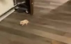 Hamster Stays Still To Avoid Cat, Doesn't Work - Animals - VIDEOTIME.COM