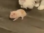 Hamster Stays Still To Avoid Cat, Doesn't Work