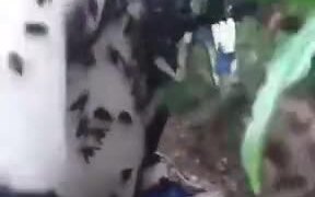 Giant Hornet Nest Being Eradicated=Nightmare Fuel - Animals - VIDEOTIME.COM