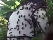 Giant Hornet Nest Being Eradicated=Nightmare Fuel