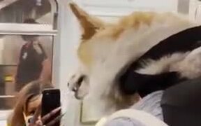 Corgi In A Backpack Gets All The Attention - Animals - VIDEOTIME.COM