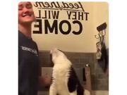 Cat Gets Massaged On The Right Spot And Gets Nuts