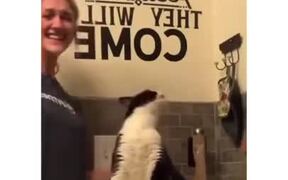 Cat Gets Massaged On The Right Spot And Gets Nuts - Animals - VIDEOTIME.COM