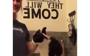 Cat Gets Massaged On The Right Spot And Gets Nuts - Animals - VIDEOTIME.COM
