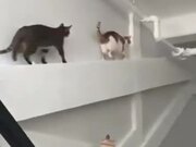Catto Backs Up The Wrong Way