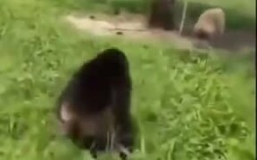 Two Monkeys Just Enjoying Life - Animals - VIDEOTIME.COM
