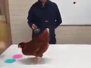 Using Chicken To Illustrate Reinforcement Learning
