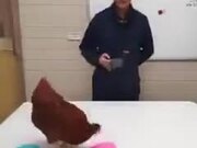 Using Chicken To Illustrate Reinforcement Learning