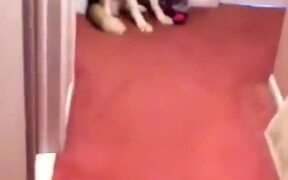 Baby Scared Of Vacuum Cleaner - Animals - VIDEOTIME.COM