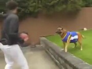 Basketball Dog