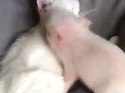 Piglets Cuddle Up With Cat And Sleep