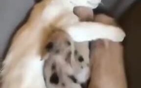 Piglets Cuddle Up With Cat And Sleep - Animals - VIDEOTIME.COM