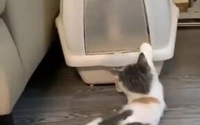 Cat Be Like 'Stay Inside, You're Better Locked Up' - Animals - VIDEOTIME.COM
