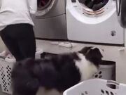 Good Dog Helps With Unloading The Laundry