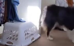 Good Dog Helps With Unloading The Laundry - Animals - VIDEOTIME.COM