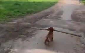 The Tiny Dog Branch Manager Has Arrived - Animals - VIDEOTIME.COM