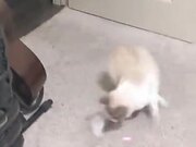 The Cat Goes Nuts Upon Seeing The Laser Beam