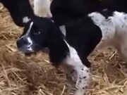 Dog Being Loved By Cows