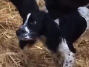 Dog Being Loved By Cows