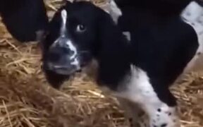 Dog Being Loved By Cows - Animals - VIDEOTIME.COM