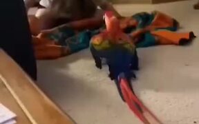 Dramatic Owner With Her Equally Dramatic Parrot - Animals - VIDEOTIME.COM