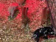 Kitten Wants To Play Around With Three Piglets