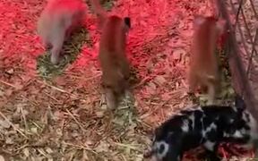 Kitten Wants To Play Around With Three Piglets - Animals - VIDEOTIME.COM