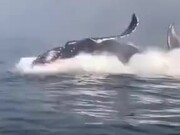 Woman Gets Scared Of Whale Breaching Suddenly