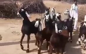 These Goats Are Certainly Feeling The Beat - Animals - VIDEOTIME.COM
