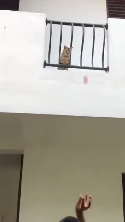 Is This Cat Playing Tennis?