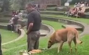Sneaky Dog Grabs Food Without Getting Noticed