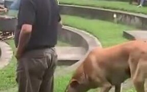 Sneaky Dog Grabs Food Without Getting Noticed - Animals - VIDEOTIME.COM