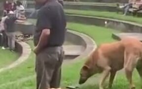 Sneaky Dog Grabs Food Without Getting Noticed - Animals - VIDEOTIME.COM