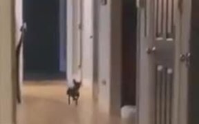 Dog Dances To The Red River Jig Song