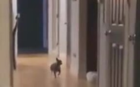 Dog Dances To The Red River Jig Song