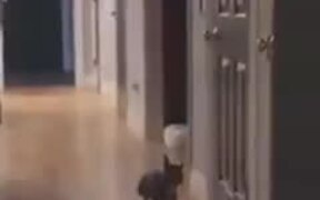 Dog Dances To The Red River Jig Song - Animals - VIDEOTIME.COM