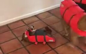Little Doggo Rolled Over, Can't Get Up Anymore - Animals - VIDEOTIME.COM