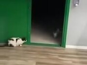 Cat Scares The Heck Out Of Little Chihuahua