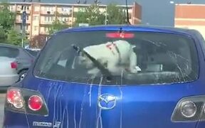 Doggo Hates Windshield Wiper, Keeps Chasing It - Animals - VIDEOTIME.COM