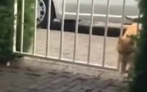 Catto Way Too Thick Small Gaps In Gate - Animals - VIDEOTIME.COM