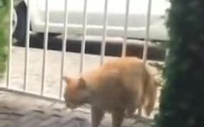 Catto Way Too Thick Small Gaps In Gate - Animals - VIDEOTIME.COM