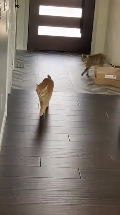 Massive Fight Between Two Cats
