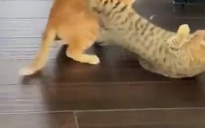 Massive Fight Between Two Cats - Animals - VIDEOTIME.COM