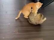 Massive Fight Between Two Cats