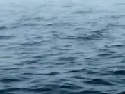 Massive Whale Breaches Near Ship